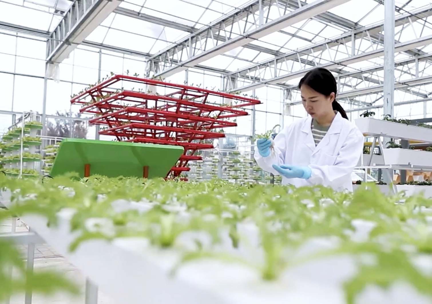 芜湖职业技术学院园林园艺学院建设芜湖市功能农业技术研发中心项目招标公告