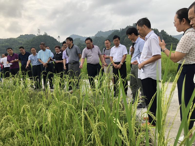 灾后改种补种应采取超常规技术手段（信息服务台）